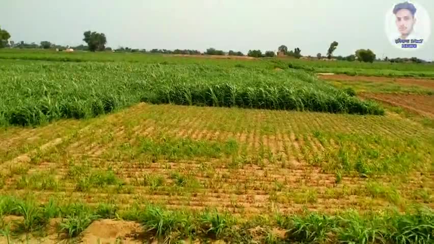 एलेनाबाद: #Haryana24x7news #news #mosam﻿ ﻿#vikashdehru