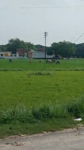 जिधर कुरोना की महामारी से परेशानी हो रही है 
और किसानों को फसल नष्ट कर रहे हैं नीलगाय उपाय कहीं नहीं है क्या#फार्मर