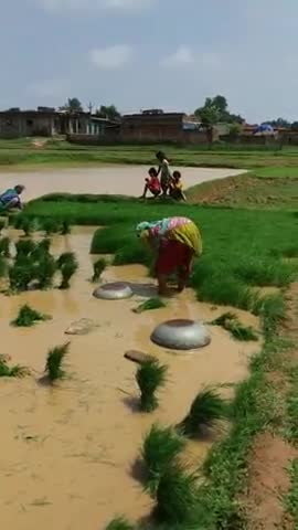 सिमरिया: प्रखंड क्षेत्र में धान रोपाई का कार्य हुआ शुरू, समय से मानसून आने की वजह से किसान खुश #खेती_किसानी