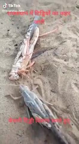 हनुमानगढ़: [ YouTube channel - Mr Seth Indian ]
#funny #trending #viral #public #tiddiattack #tiddi # coronavirus #corona #sad  ﻿