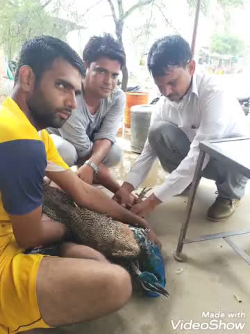 आमेर: मानपुरा माचेड़ी में श्वानों के हमले में घायल हुआ राष्ट्रीय पक्षी मोर, ग्रामीणों प्राथमिक उपचार के बाद भेजा जयपुर #मोर