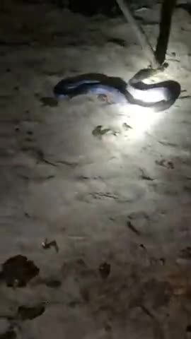 निवाड़ी: Niwari ke Sadikpura gao me Nikla Sap#Snack﻿
