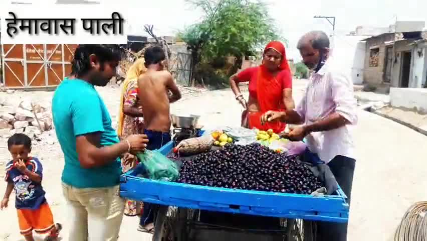 पाली: पाली के हेमावास गांव में इन दिनों जामुन की आवक हुई शुरू #जामुन #फसल