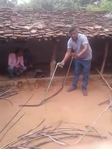 अजयगढ़: 8 Feet Rat Snake Rescue By Mannan Khan 
Latest video Janseva
#ratsnake #Dhaman #Janseva
