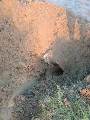 नरकटिया: jeetpur panchayat Aur hardiya Gao k Fasal Ab Nhi hoga barbad 
#baadh ka Pani ab Nhi rukega