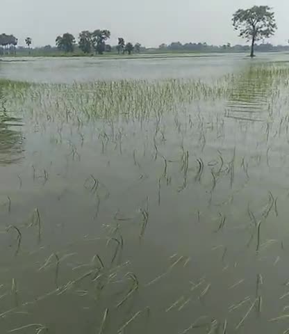 पानापुर: #panapur #panchayat #totaha #jagatpur