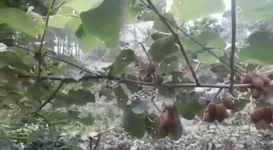 सोलन: एक ही खेत में कृषि के साथ बागवानी कर जिले के देवठी क्षेत्र के किसानों ने शुरू किया नया प्रयोग #कृषि #बागवानी