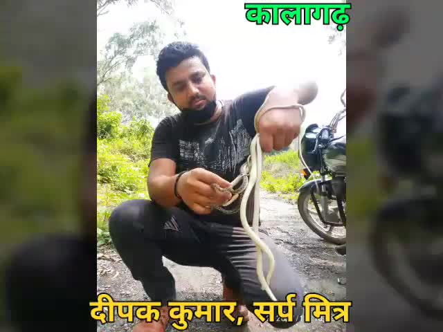 धामपुर: बरसात शुरू होते ही कालागढ़ में सांपो का निकलना आम बात है जिनको रेस्क्यू कर जंगलों में छोड़ दिया जाता है
#कालागढ़