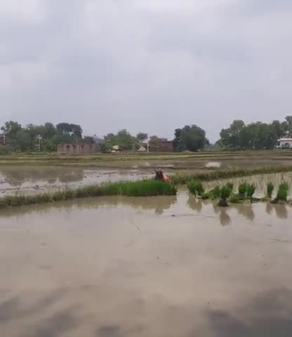 मखदुमपुर: #मखदुमपुर नगर पंचायत के शेखपुरा ग्राम में धान की रोपाई