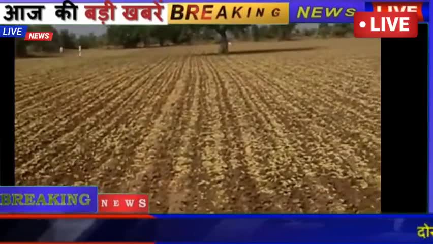 जालौर: जालोर में 4 दिन से लगातार टिड्डियों का हमला हो रहा है कहीं गावों में भारी नुकसान हुआ है #jalorkhojkhbar #tiddidal