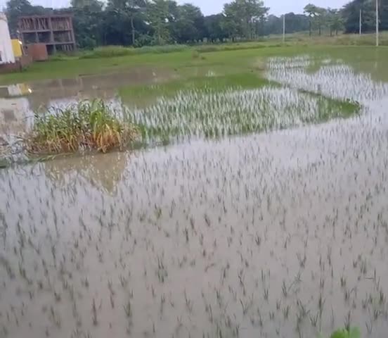 मधुबनी: मूसलाधार बारिश में लगा खेतो में पानी
#madhubaninews #madhubani