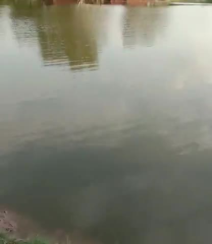 हिसार: Bugana Gaon main #barrish ka kahar jari hain #corona#newupdate#hisar#haryana#bugana_hisar#barish#sawan#bednews#dangerous