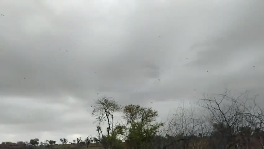 रतनगढ़: रतनगढ़ के गांव हंसासर मै टीडीयो का कहर #आयकर