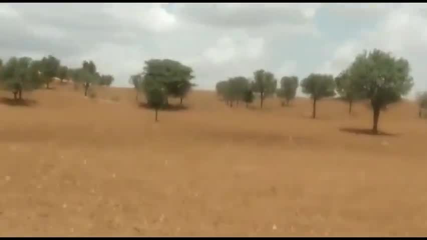 भादरा: ग्राम घोटड़ा व मलसीसर से होते हुए निकला टिड्डी दल, ग्रामीणों ने कृषि विभाग के अधिकारियों को दी जानकारी #टिड्डी_दल