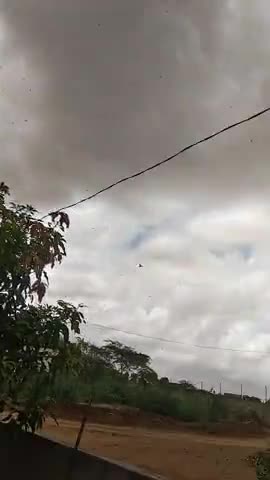 तारानगर: #tiddiattack ﻿तारानगर तहसील के गांव साहवा में टीडीओ ने हमला कर दिया टीडी इतनी तेज थी कि 5 किलोमीटर के दायरे में थी