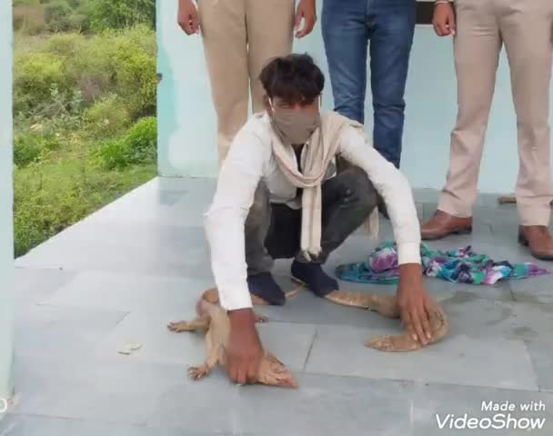 आमेर: कुकस वन क्षेत्र से वन विभाग की टीम ने 2 जिंदा पाटागोह के साथ एक शिकारी को किया गिरफ्तार #शिकार #वन्यजीव