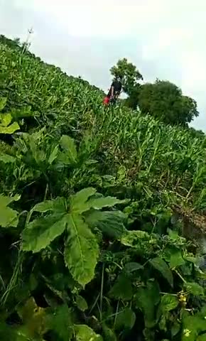 देवास: Farming🍂 at maternal home🍂
#dewasnews #indorenews