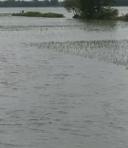 तेतरिया: तेतरिया गाँव में बहुत तेजी से, बागमती का पानि बढ़ते हुऐ, तेतरिया सरेह में किसानों का छती हुआ है#pablikvideo