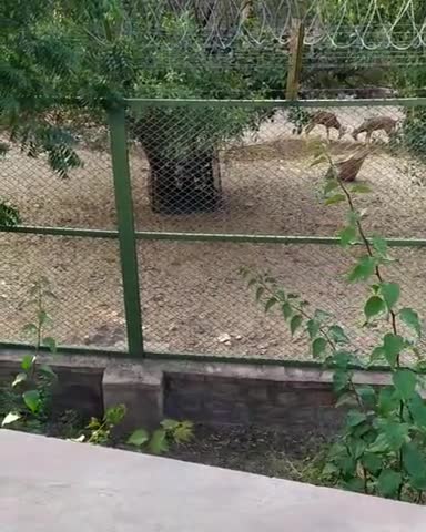 जोधपुर: #jodhpur #wildlife #piyakapyarMiljaye
#machiabiologicalpark