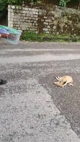 मंडी: #mandi #khaliyar #mandinews   shame on nagarpalika .#dc Mandi .#mandi nagarpalika!!!!
