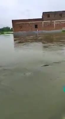 छपरा: #gandak river flood in gopalgang