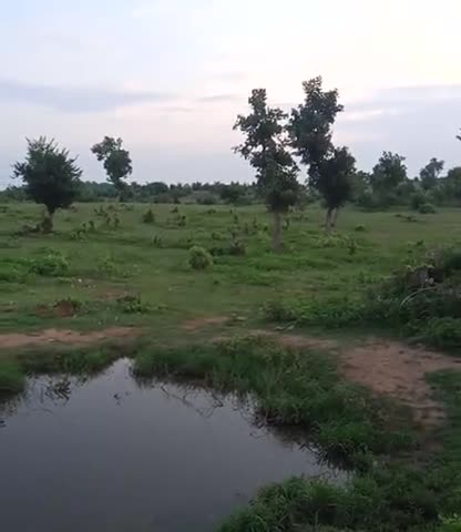 खरगापुर: dharmepura gaon me Kate ha rhe he jangal#forest #forestdepartment