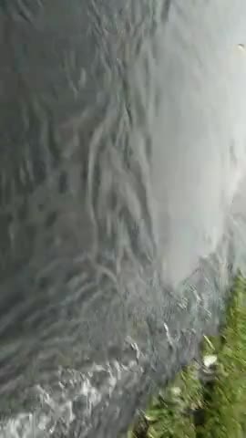 छपरा: flood in taraiya khadra 
#taraiya fllod