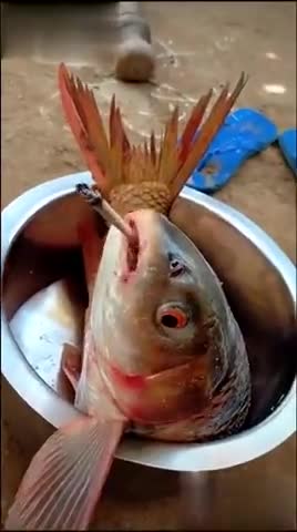 गुरुग्राम: Immunity booster loosing immunity#fishermen