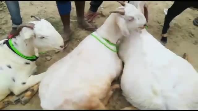 ज़मानिया: ईद उल अजहा पर दिलदारनगर मंडी में हुई बकरों की जमकर खरीदारी #ईद_उल_अजहा  #कोरोना