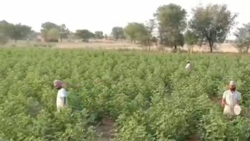 नोहर: नोहर क्षेत्र में टिड्डी दल का कहर लगातार जारी, खेतों में पहुंचकर किसानों ने टिड्डी भगाने का किया प्रयास #टिड्डी_दल