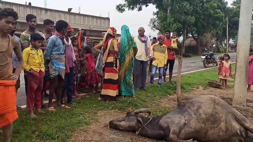 गावां: बगदेडिह गांव में बिजली के खंभे में करंट आने से एक मवेशी की हुई मौत, युवक बाल-बाल बचा #हादसा #करंट