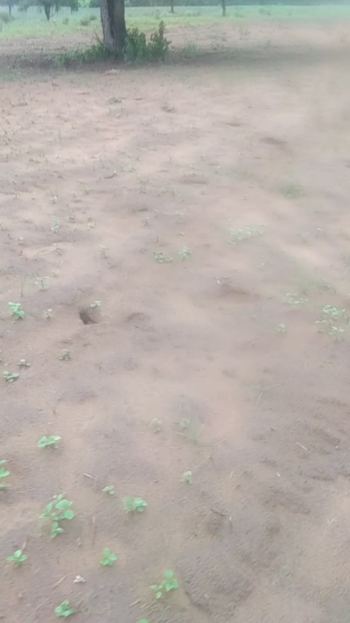 नोखा: नोखा तहसील के सरासर ग्रामीण क्षेत्रों में हुई बारिश इसी वजह से किसान खुश#अनिल_अंबानी #अनिल_अंबानी ﻿