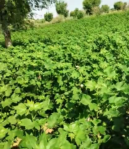 सुजानगढ़: कल हुई बारिश से कपास की फसल हुई एक दम अच्छी
#किसान 
#इंडियन_आर्मी
