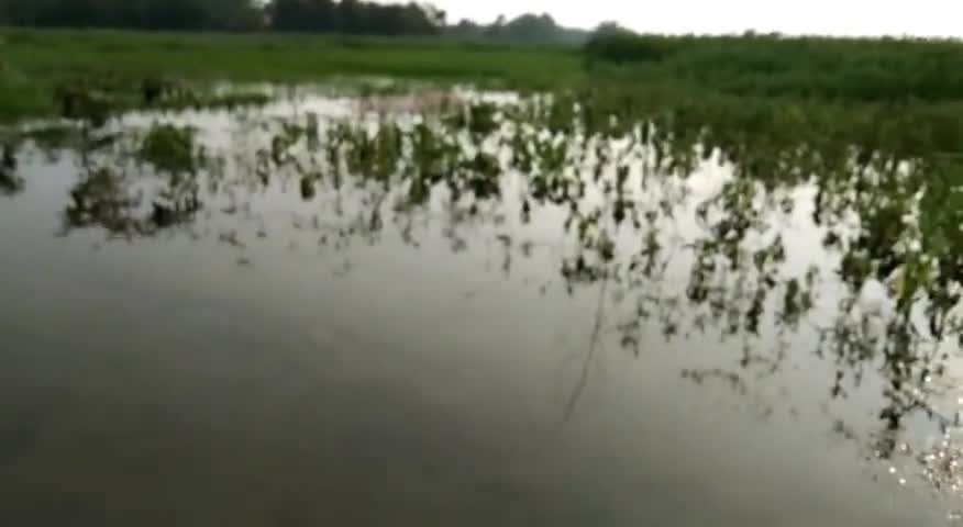 बरारी: धान डूबने से क्षुब्ध किसानों ने राजापाखर स्थित स्लुइस गेट खोलने के लिए किया हंगामा #खेती_किसानी