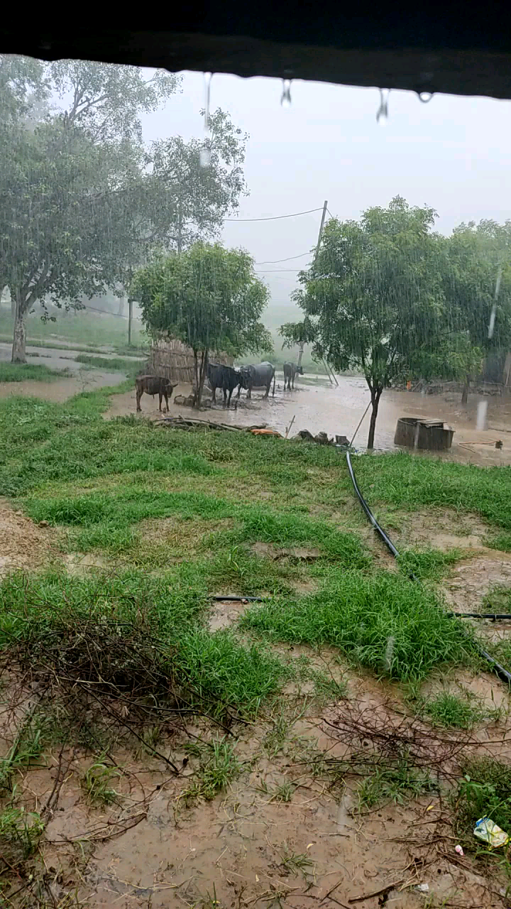 लक्ष्मणगढ़: entera ganv me barish hoti hui##एसएसबी