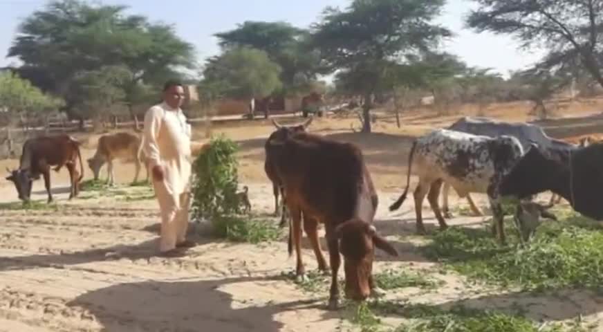 घड़साना: ग्राम पंचायत 5 एमएलडी में भामाशाहों द्वारा आवारा पशुओं को डाला गया हरा चारा #भामाशाह