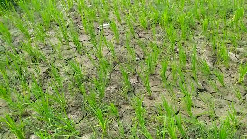 देव: एरौरा पंचायत के दर्जनों गांव में बारिश नहीं होने से रोपे हुए धान में पड़ी दरार, किसान परेशान #सूखा