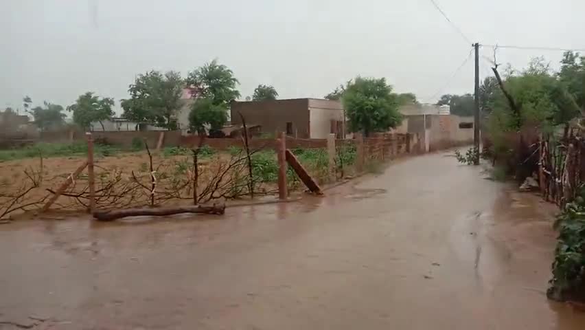 चूरू: खंडवा के आसपास क्षेत्र में हुई अच्छी बारिश किसानों में लौटी खुशी की लहर #shankarjangir #churu
