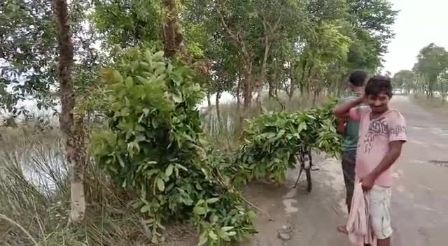 बंजरिया: पंचरुखा मध्य में वन विभाग की अनदेखी के कारण पेड़ों को काट रहे ग्रामीण #वनविभाग