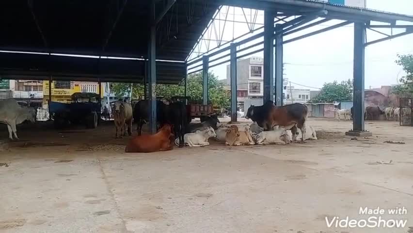 जुलाना: जुलाना की पुरानी अनाज मंडी बनी आवारा पशुओं का अड्डा, गंदगी से बेहाल मंडी पर प्रशासन नहीं दे रही ध्यान #आवारा_पशु