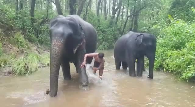 बालाघाट: कान्हा पार्क में हाथियों को नहलाते महावत﻿
#कान्हा पार्क #हाथी