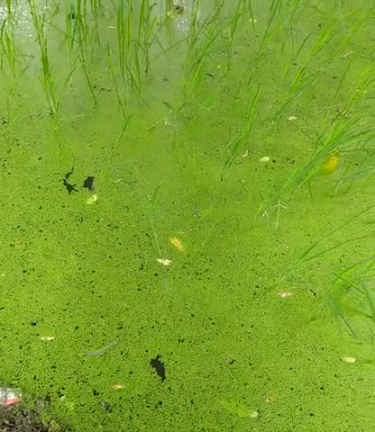 गोंडा: काफी बारिश होने के कारण कई दिनों तक खेतों में भरे पानी से किसानों का हो रहा है नुकसान﻿#manojmalve ﻿@na #comment #followe
