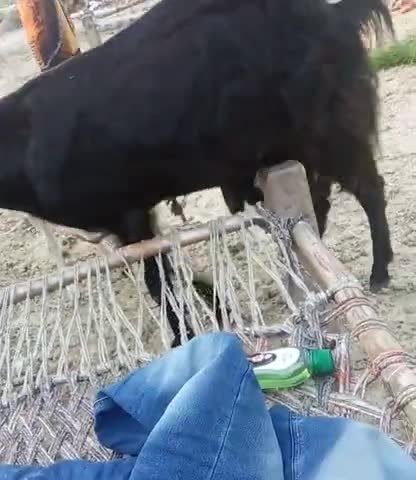 हंडिया: goat milk 7#kg kewlapur jaunpur