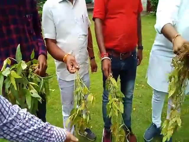 हुज़ूर: #shivrajsingh #Chiefminister soyabean kharab ho raha he kissan mar raha he kuch ﻿to sharm karo