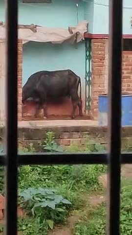 शेखपुरा: #swachbharatabhiyan 
arrest these type of people