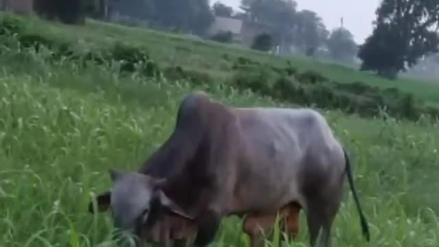 ज़मानिया: देवकली गांव में आवारा पशु ने टक्कर मार के वृद्ध को किया घायल, अस्पताल में कराया गया भर्ती #आवारा_पशु