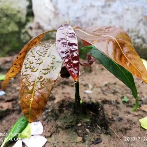 गाडरवारा: कौरव युवासभा चलाएगा 21 अगस्त को वृक्षारोपण महाअभियान #वृक्षारोपण अभियान #नरसिंहपुर #करेली #गाडरवारा #मध्यप्रदेश