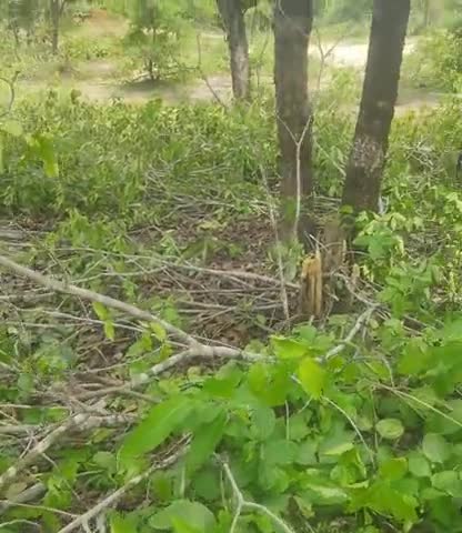 खडगवां: banjaridand ke jangal me atikraman kiya ja raha hai#koriya#forestdepartment