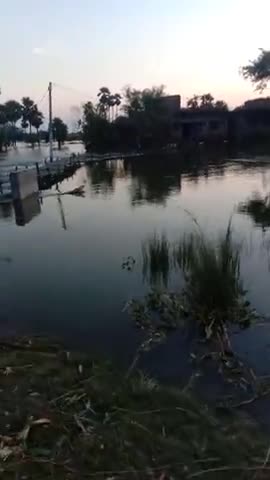 तरैया: #तरैया प्रखंड के रसीदपुर गाँव में किया गया बाँस पुल का निर्माण