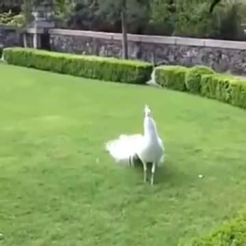 देवघर: #white peockok #followhttps://youtu.be/9LCwT5M674ohttps://youtu.be/9LCwT5M674ohttps://youtu.be/9LCwT5M674ohttps://youtu.